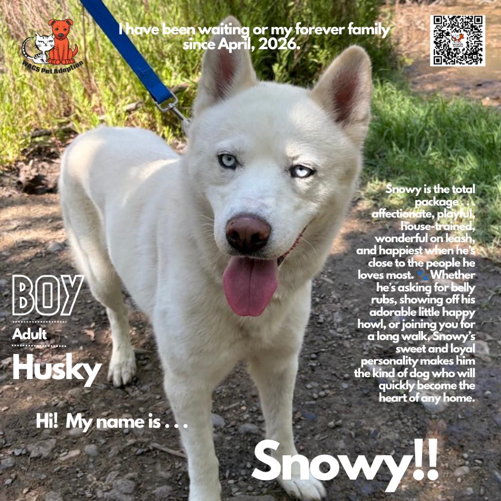Snowy, a Adoptable Husky in Westminster, CA image 2/3