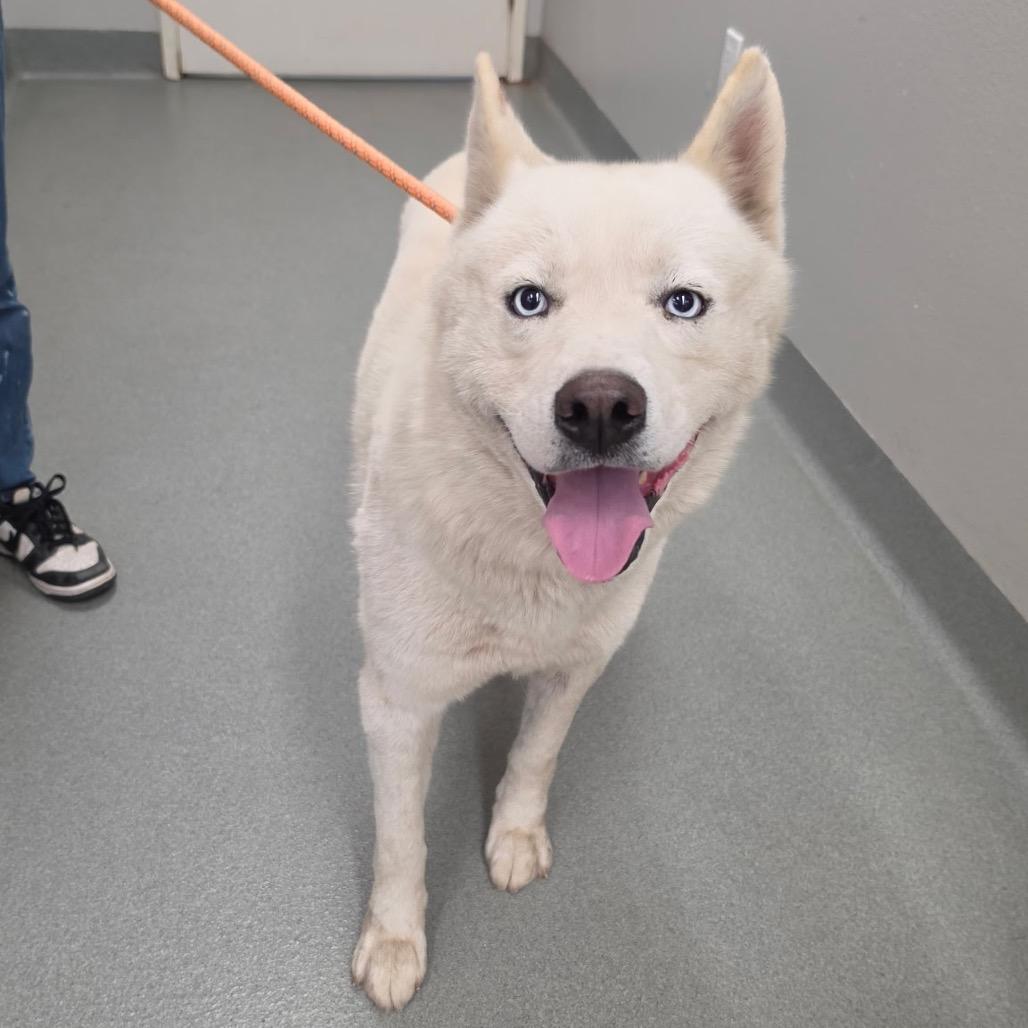 Enlarge Snowy, a Adoptable Husky in Westminster, CA image 2/2