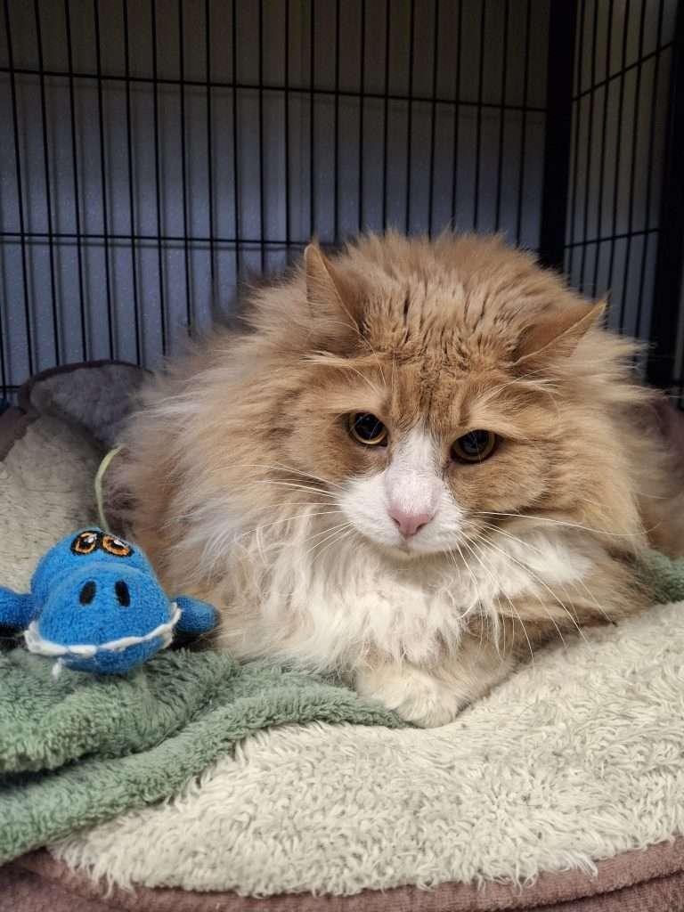 MJ, ADOPTABLE, Senior Male Domestic Long Hair.