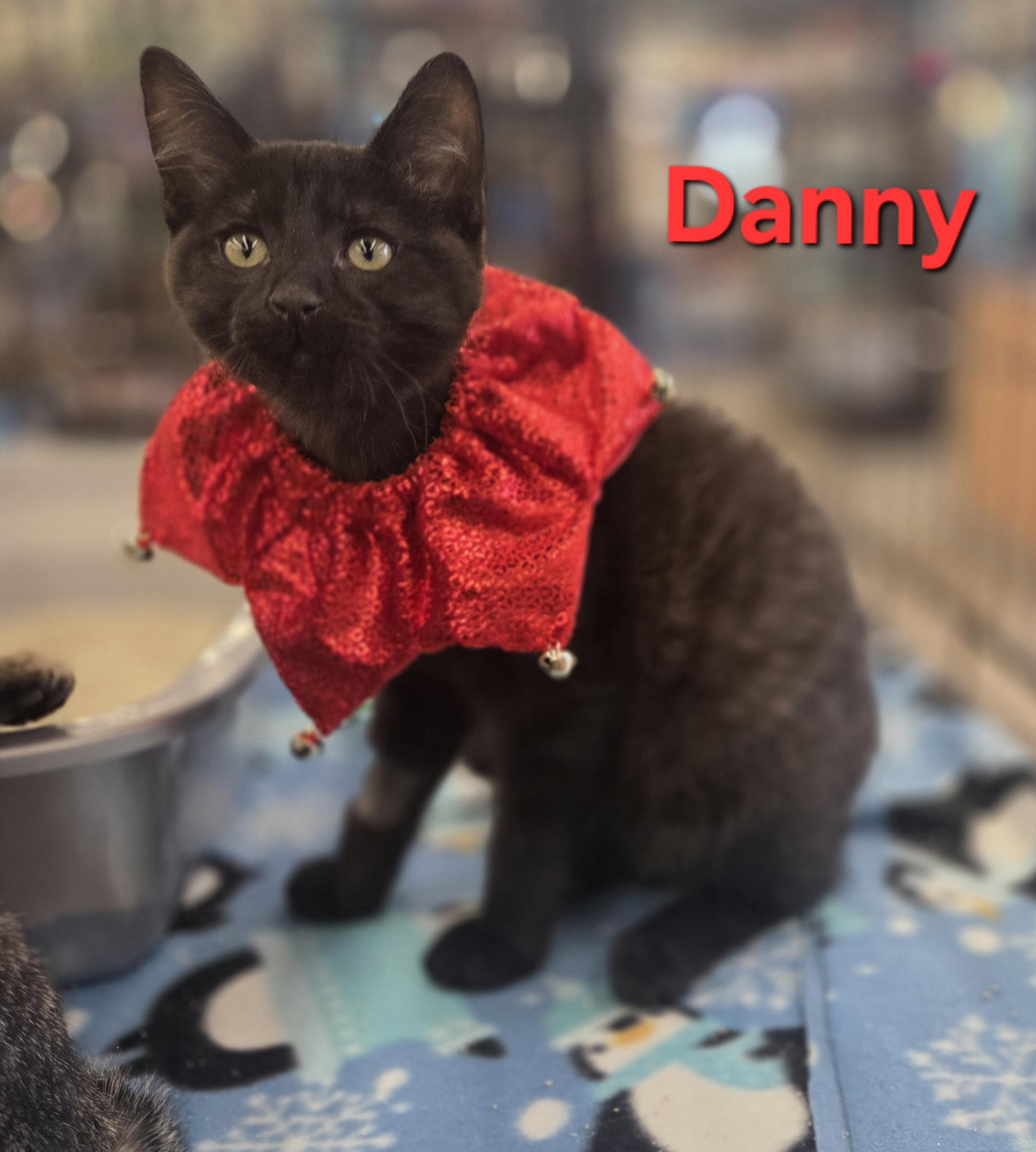 Enlarge Danny and Rizzo, a ADOPTABLE Domestic Short Hair in Brighton, MI image 2/4