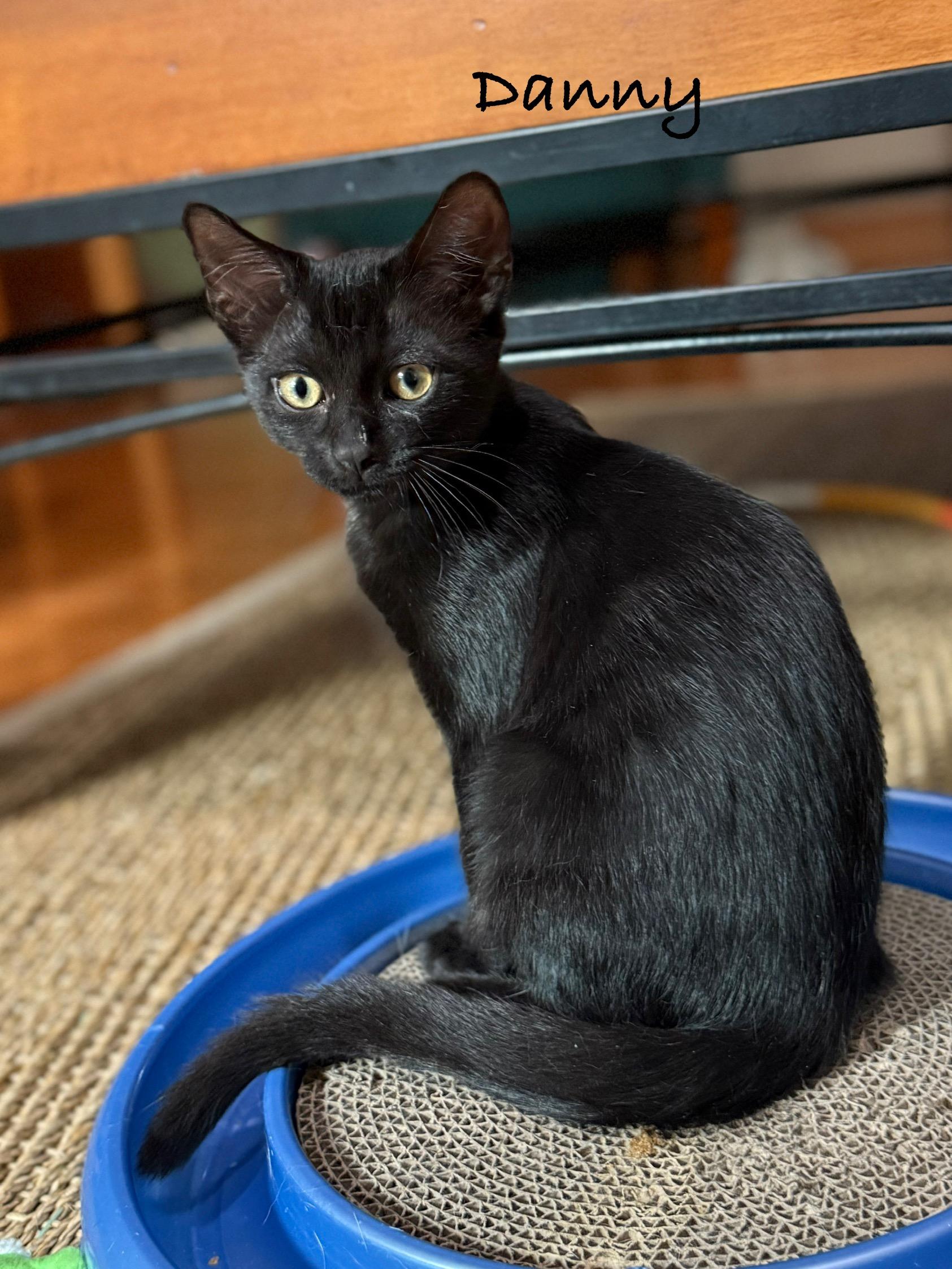 Enlarge Danny and Rizzo, a ADOPTABLE Domestic Short Hair in Brighton, MI image 1/4