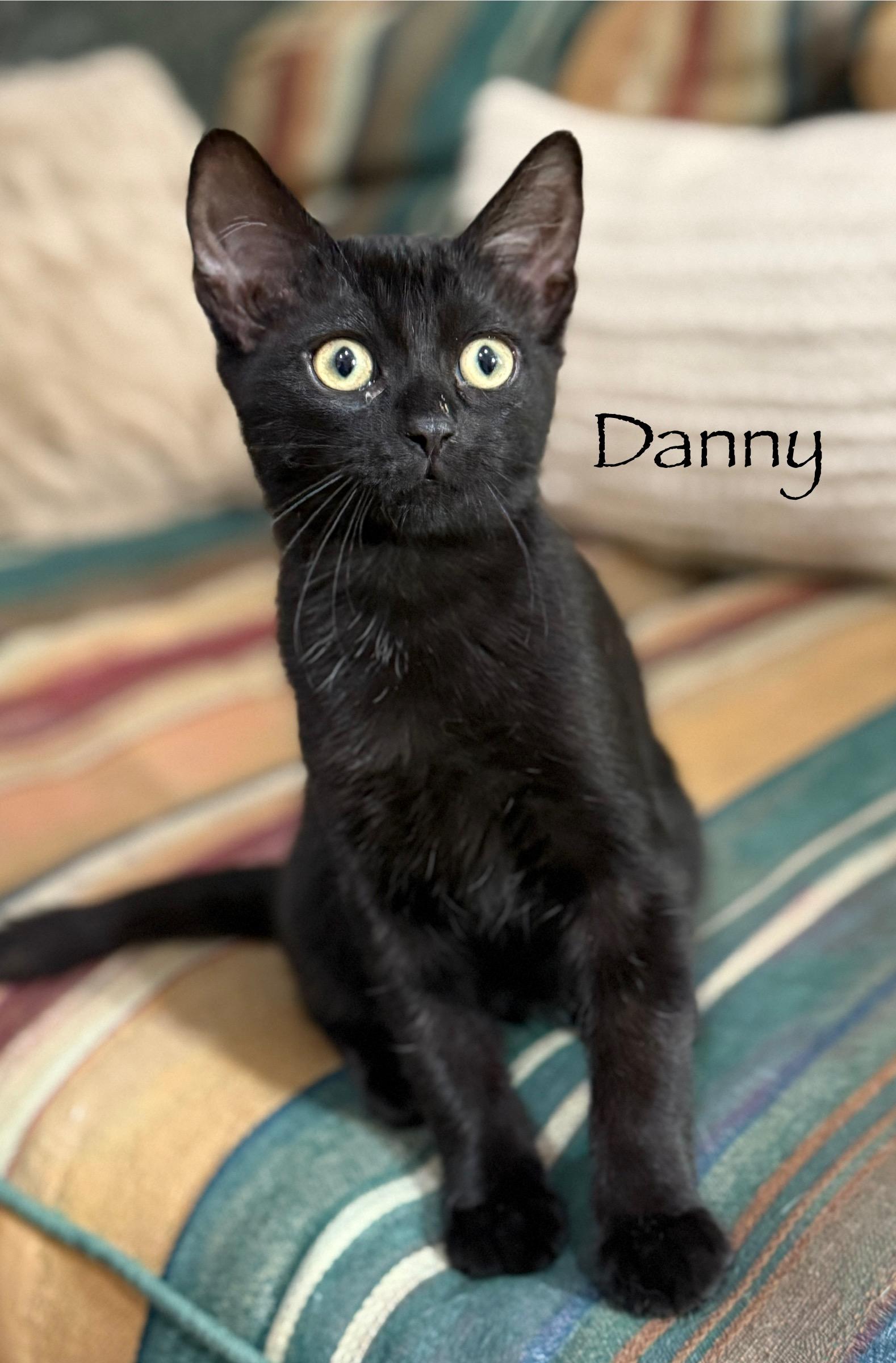 Enlarge Danny and Rizzo, a ADOPTABLE Domestic Short Hair in Brighton, MI image 4/4