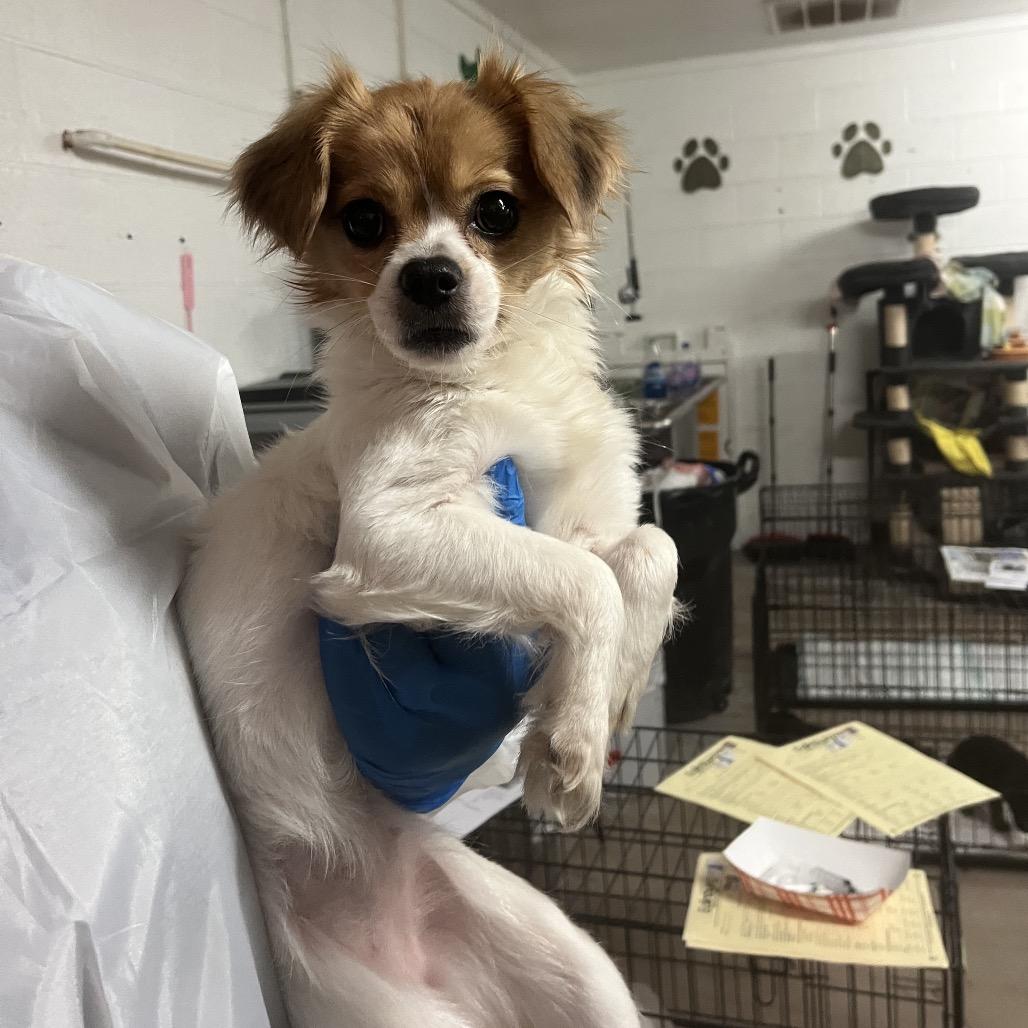 Barbara, Adoptable, Adult Female Chihuahua.