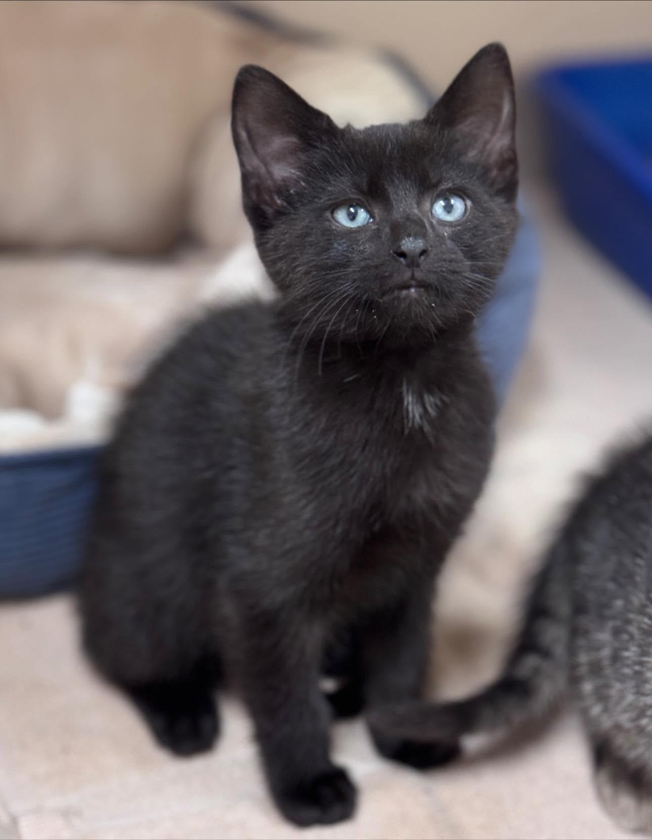 Celery, a ADOPTABLE Domestic Short Hair in Hackensack, MN image 2/2