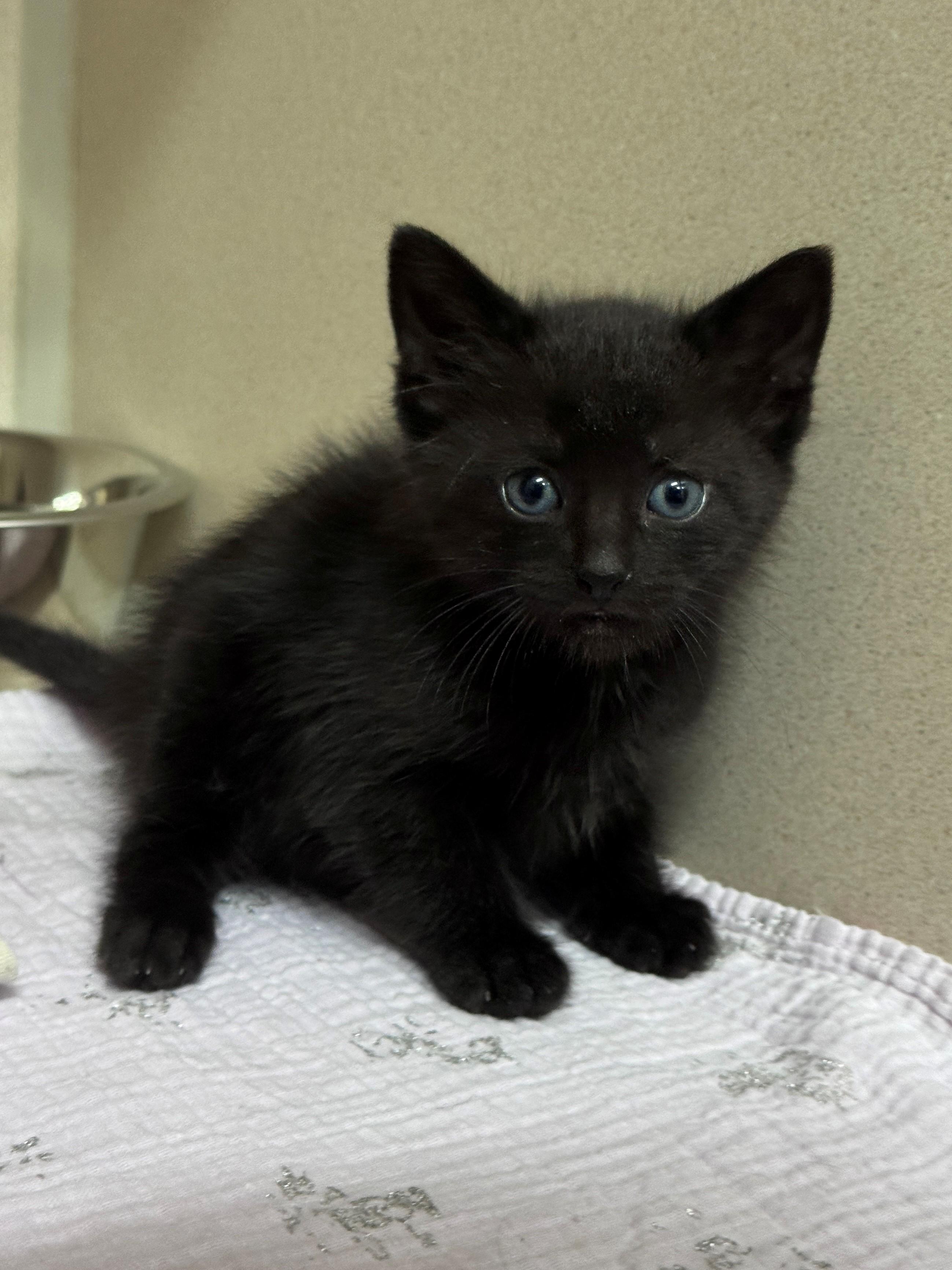 Celery, a ADOPTABLE Domestic Short Hair in Hackensack, MN image 1/2