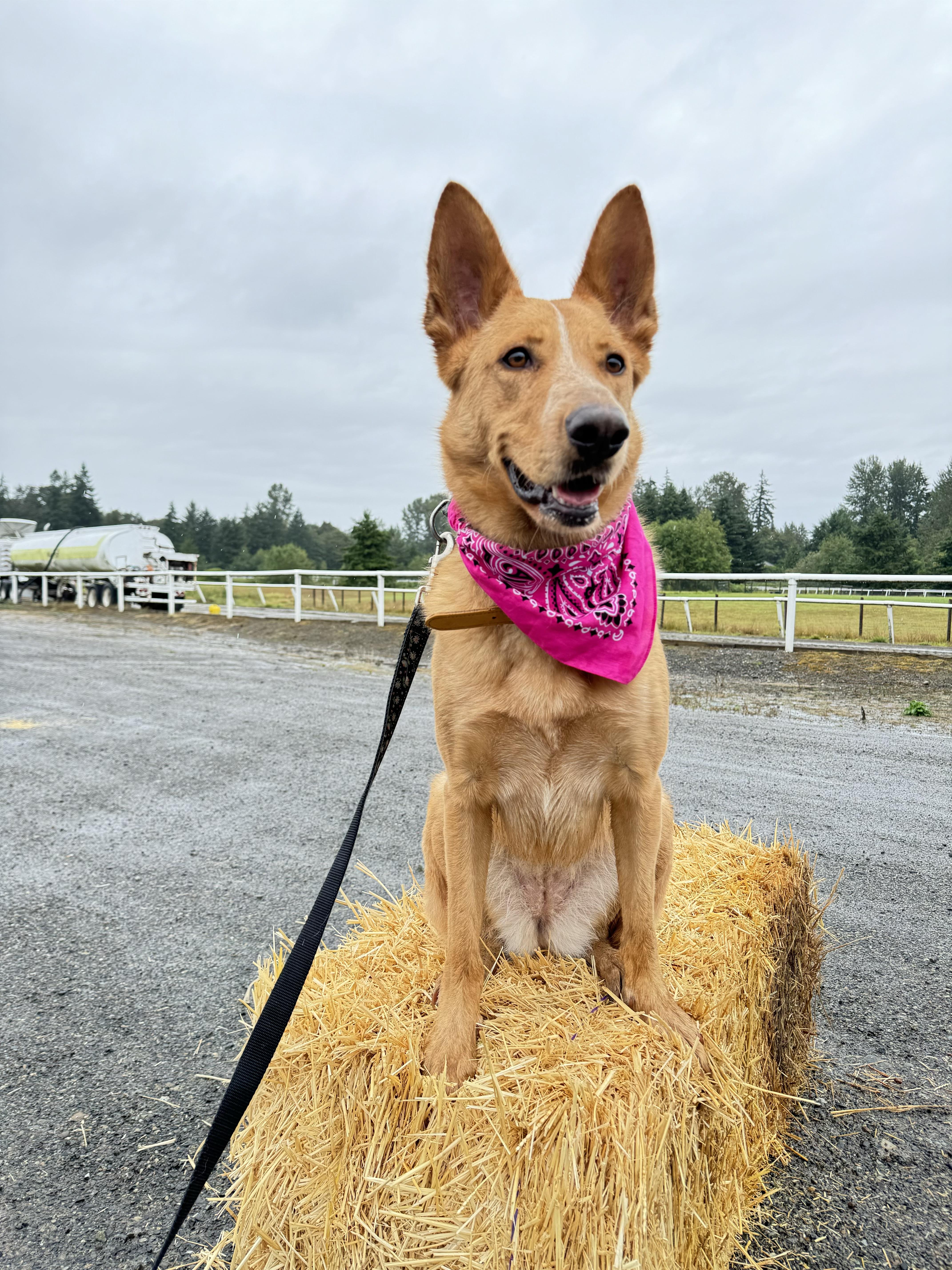 Dezi, a Adoptable mixed breed in Wenatchee, WA image 4/6