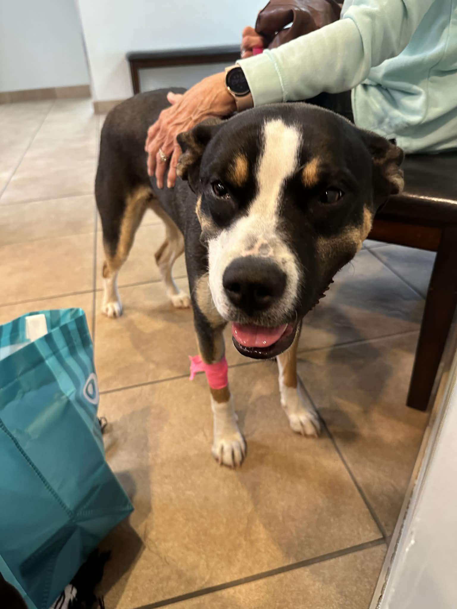 Star (Zoey), Adopted, Young Female Boxer.