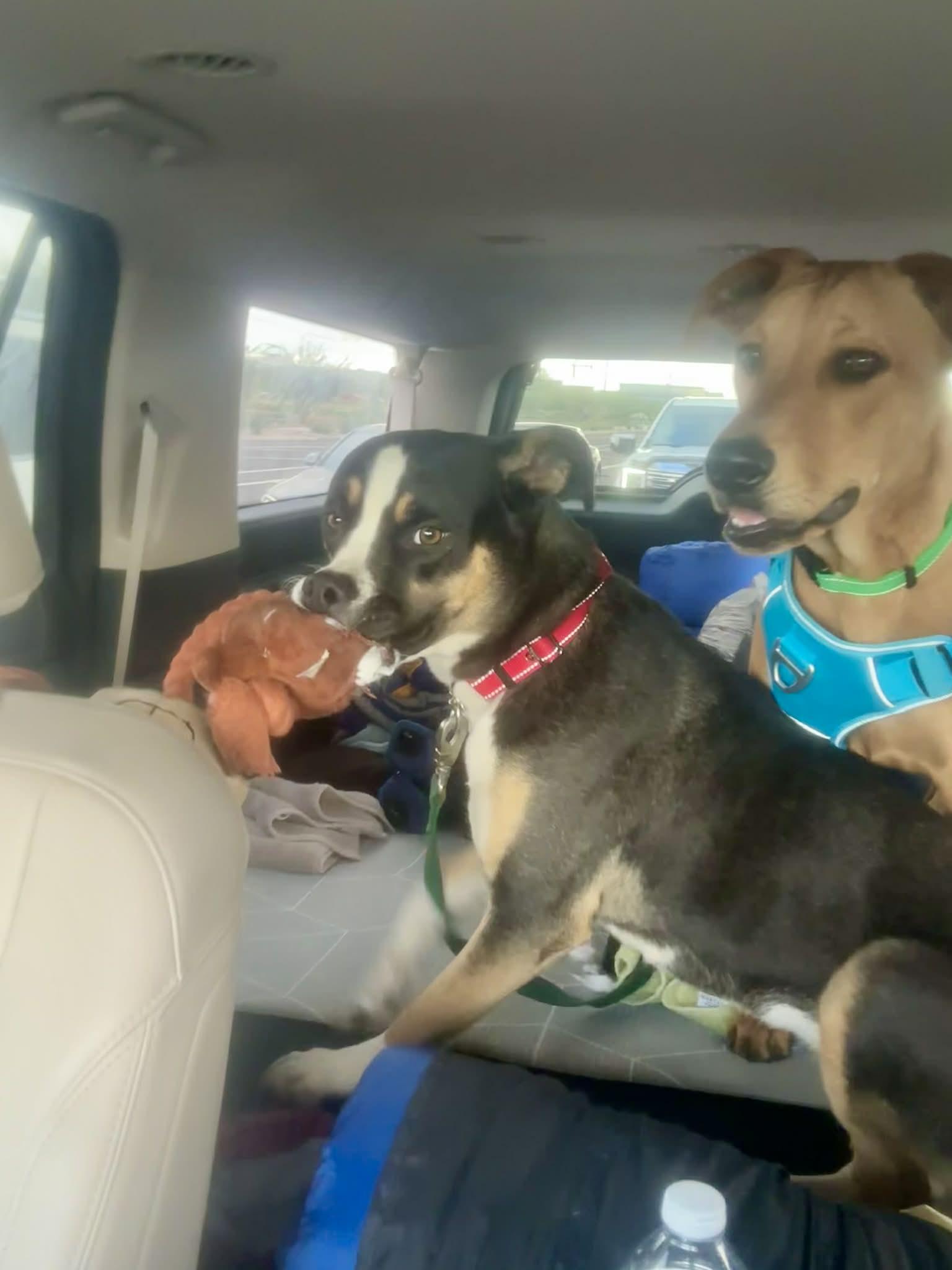 Enlarge Star (Zoey), a Adopted Boxer in Tempe, AZ image 3/5