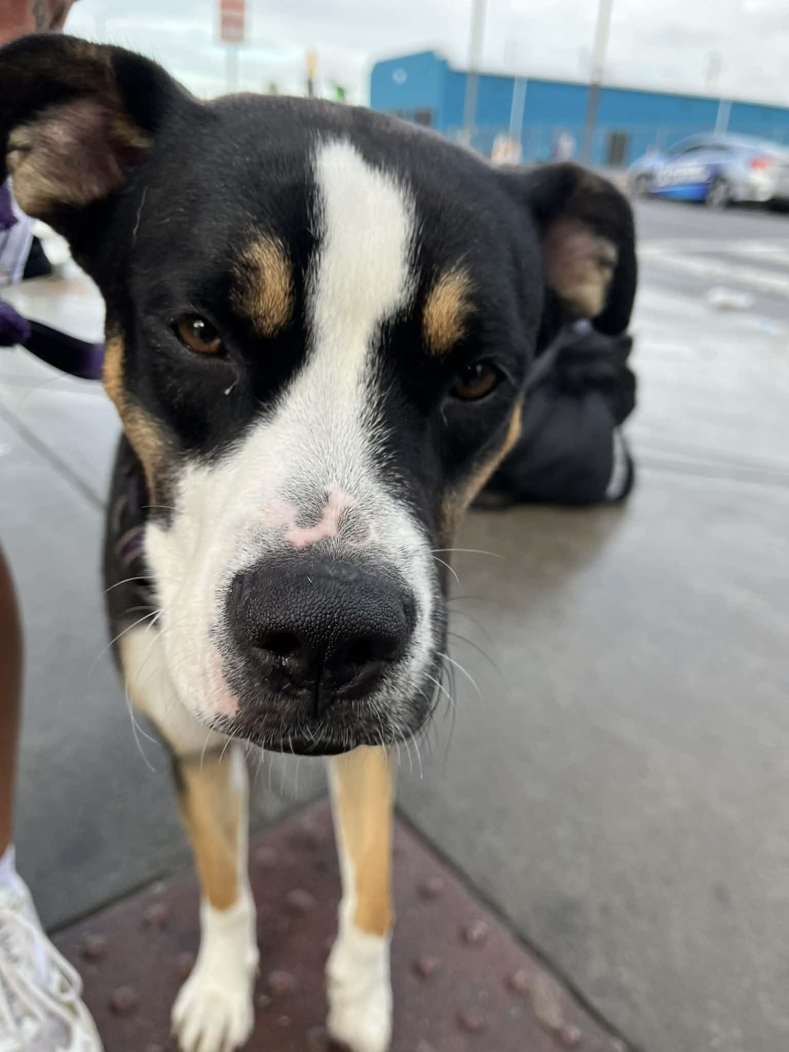 Enlarge Star (Zoey), a Adopted Boxer in Tempe, AZ image 4/5