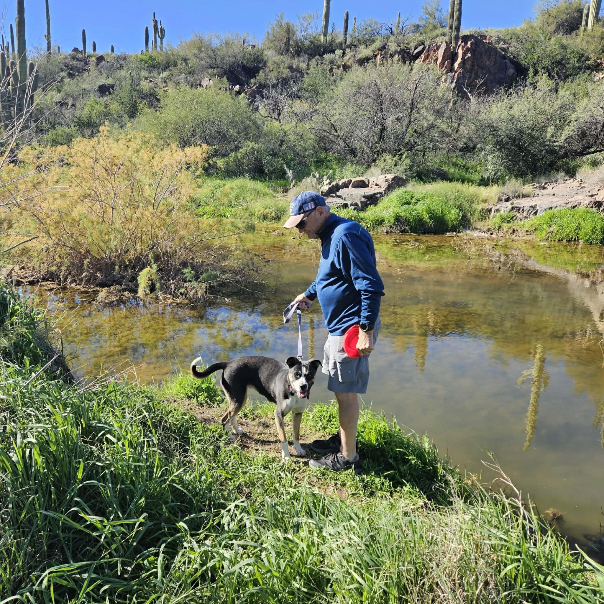 Enlarge Star (Zoey), a Adopted Boxer in Tempe, AZ image 5/5