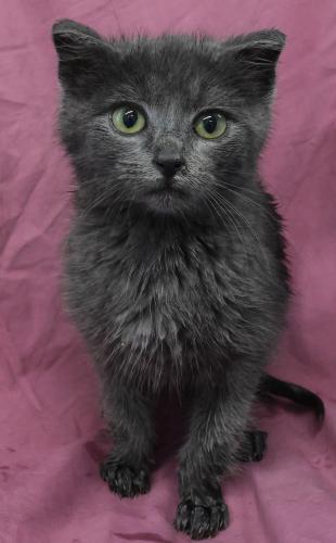 Lunar, Adoptable, Kitten Female Domestic Short Hair.