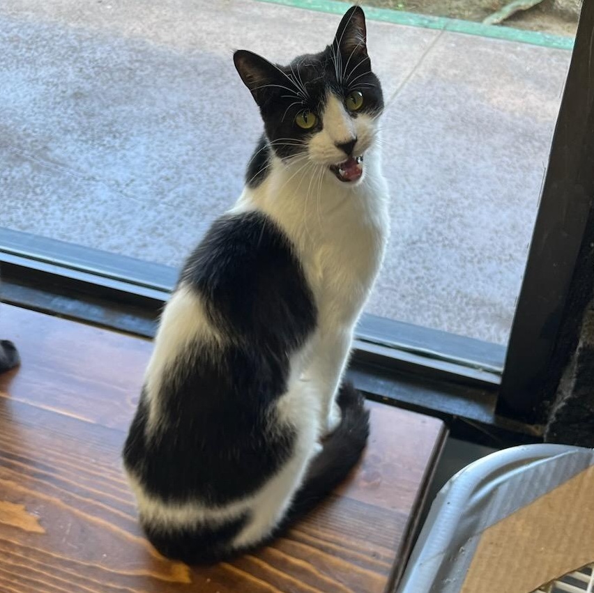 Enlarge Binx, a Adoptable Domestic Short Hair in Huntington Beach, CA image 1/1