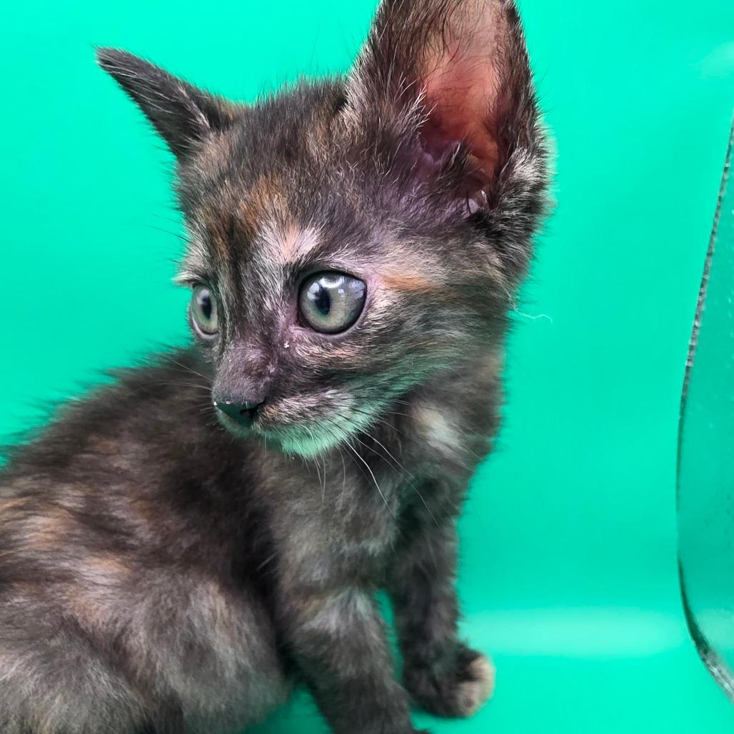Grace, a Adoptable Domestic Short Hair in Escondido, CA image 1/6