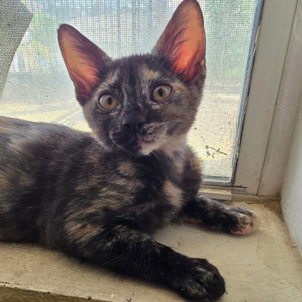 Grace, a Adoptable Domestic Short Hair in Escondido, CA image 2/5
