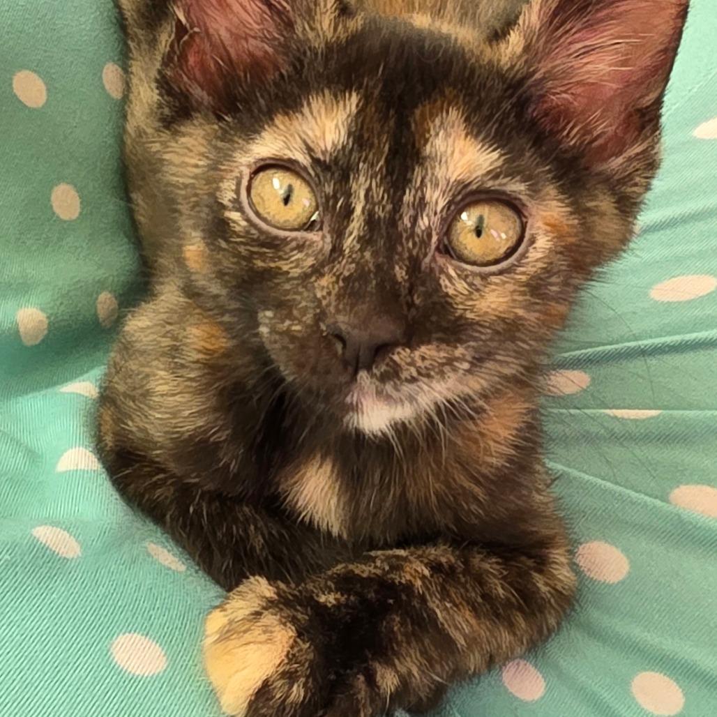 Enlarge Grace, a Adoptable Domestic Short Hair in Escondido, CA image 2/5