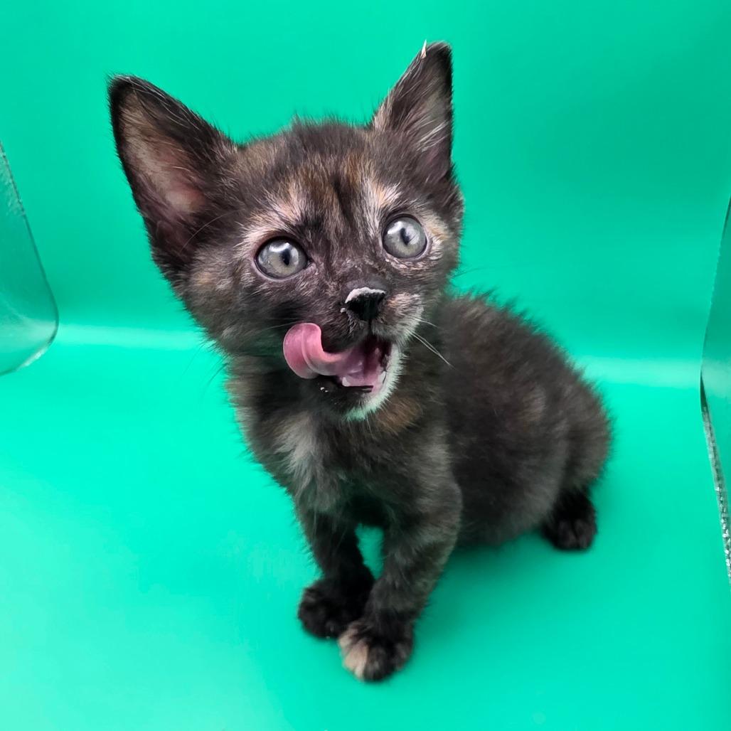 Grace, a Adoptable Domestic Short Hair in Escondido, CA image 2/6