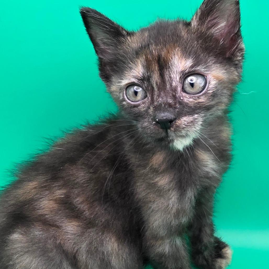 Grace, a Adoptable Domestic Short Hair in Escondido, CA image 3/6