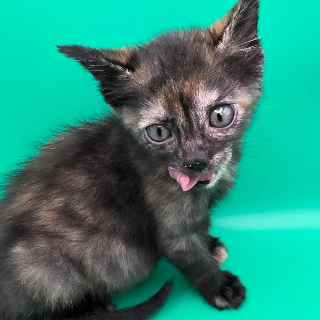Grace, a Adoptable Domestic Short Hair in Escondido, CA image 5/6