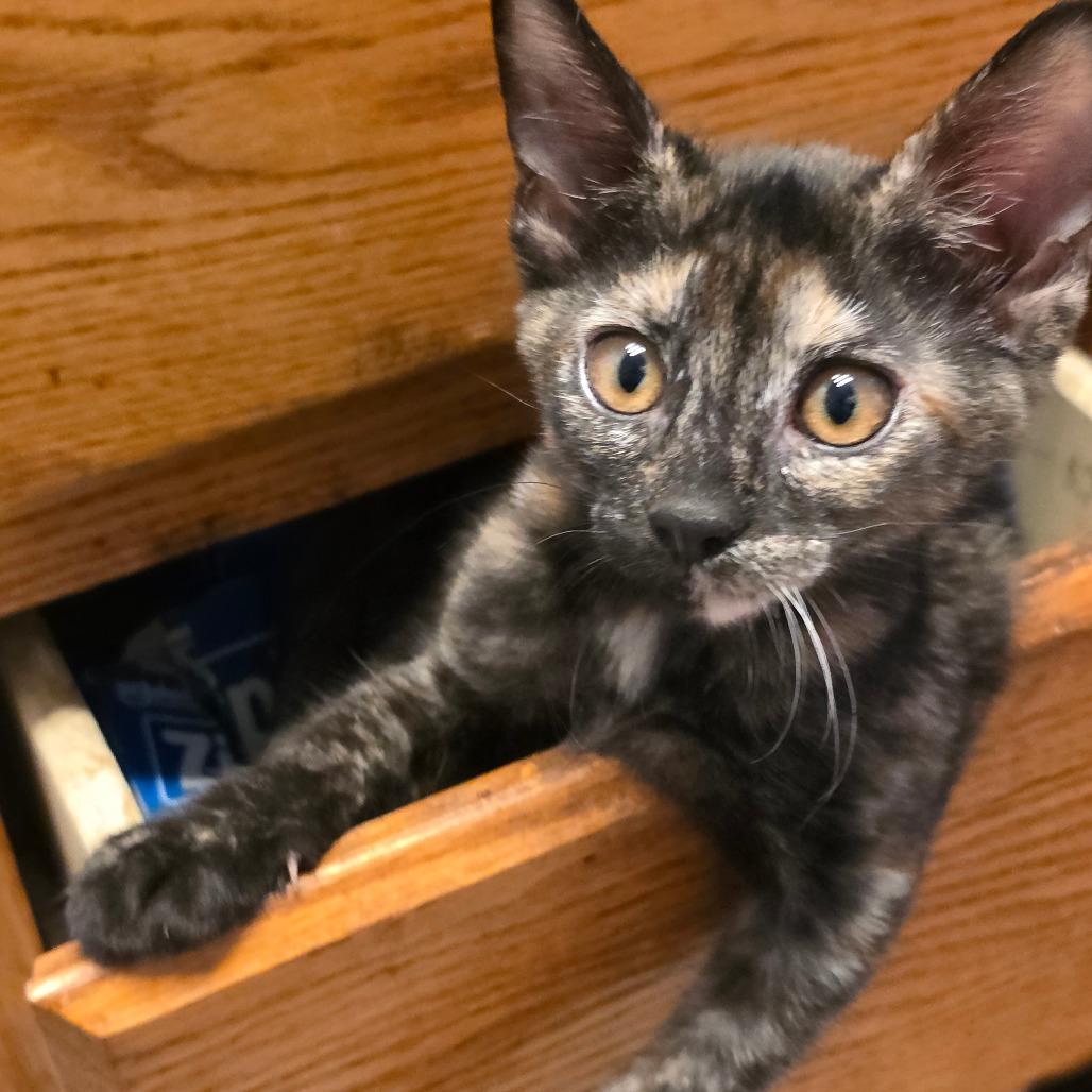 Grace, a Adoptable Domestic Short Hair in Escondido, CA image 4/5