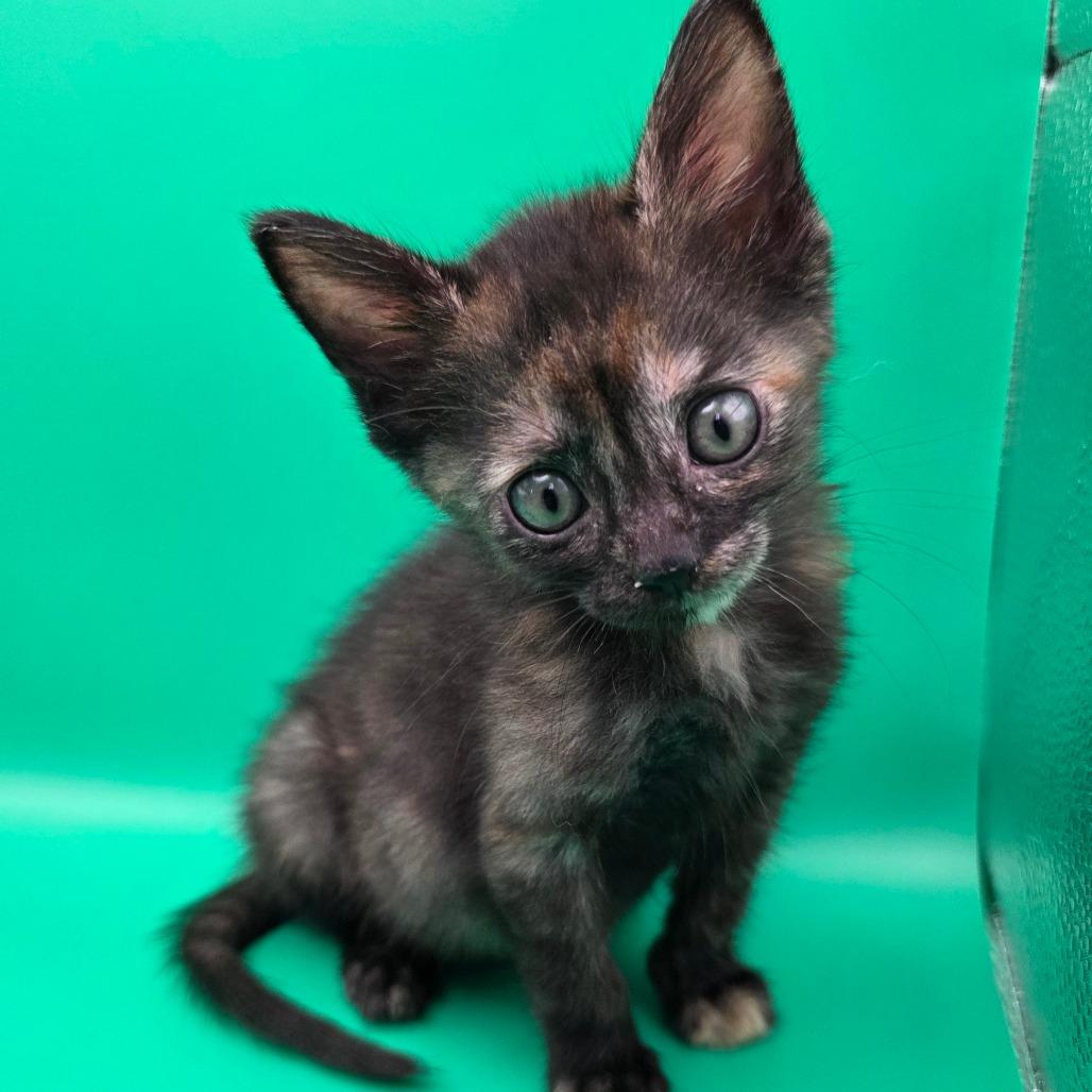 Grace, a Adoptable Domestic Short Hair in Escondido, CA image 6/6