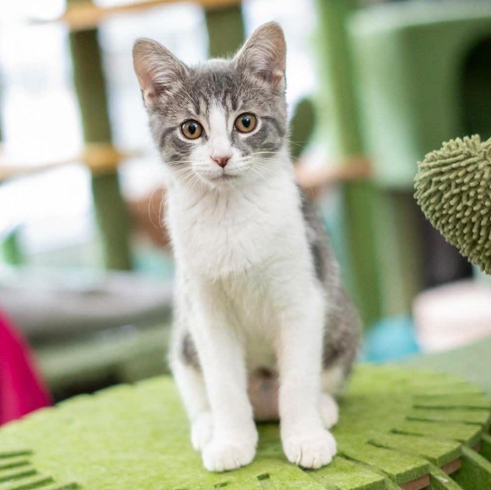 Hummingbird, Adoptable, Kitten Female Domestic Short Hair & Tabby.