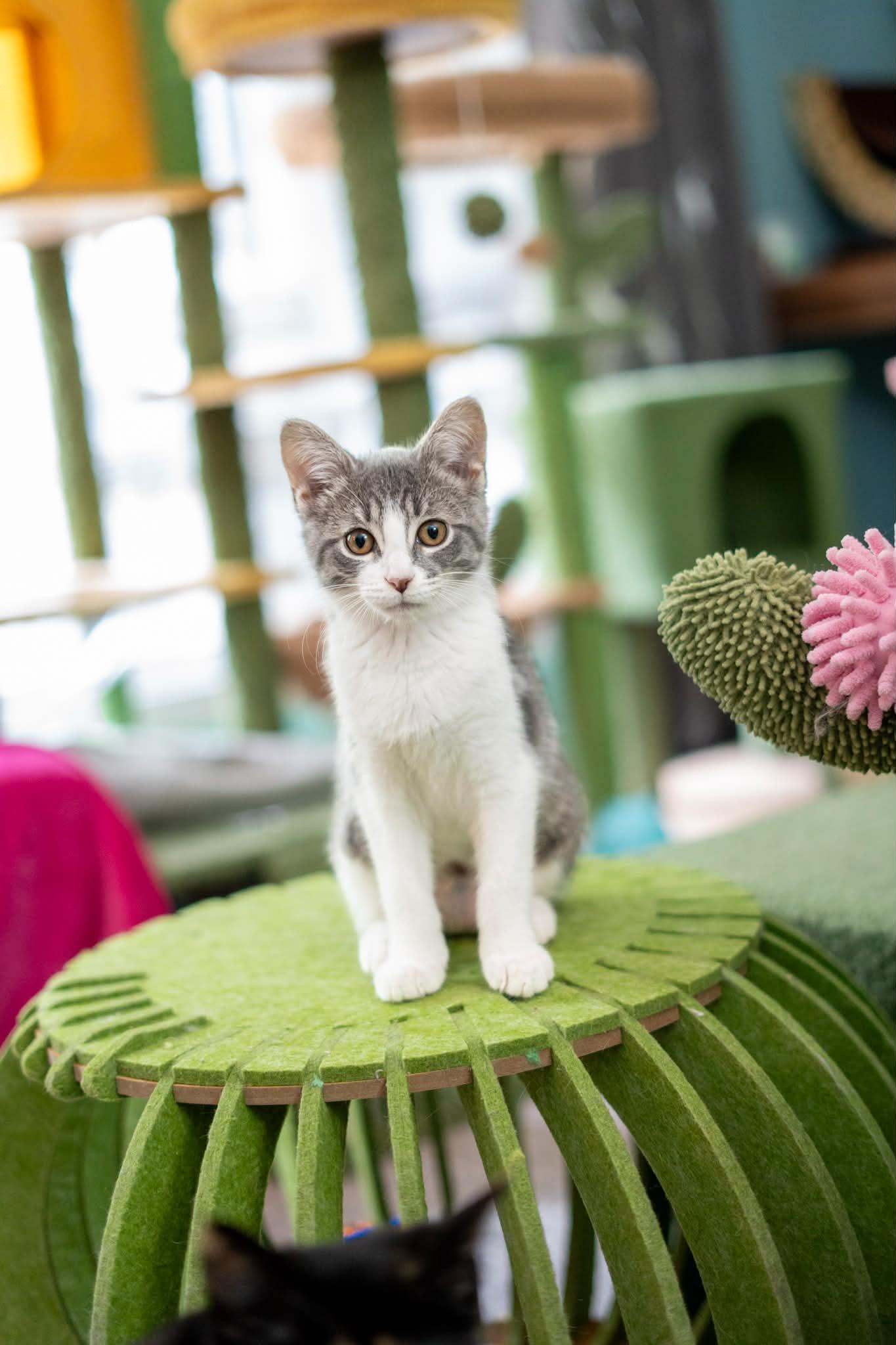 Enlarge Hummingbird, a Adoptable mixed breed in Kentwood, MI image 5/6