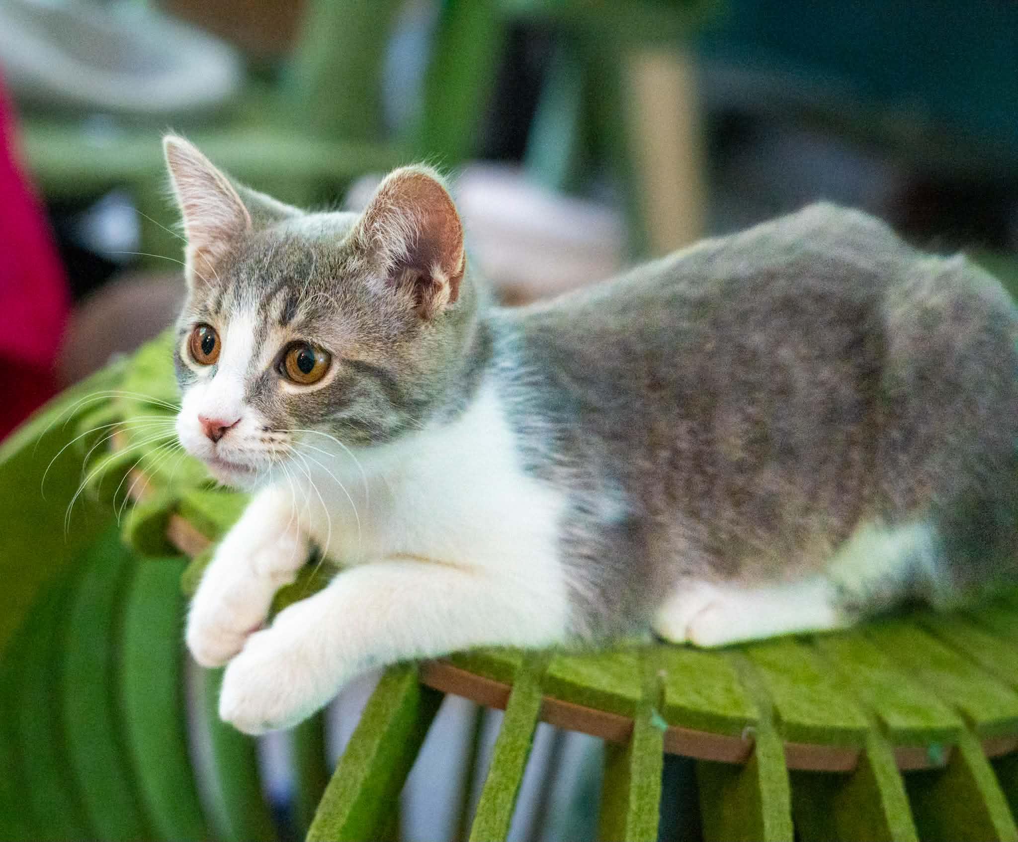 Hummingbird, Adoptable, Kitten Female Domestic Short Hair & Tabby.