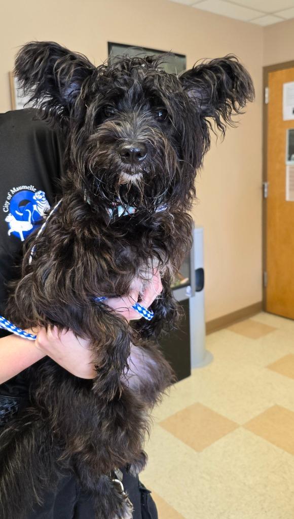 Lala, Adoptable, Young Female Scottish Terrier.