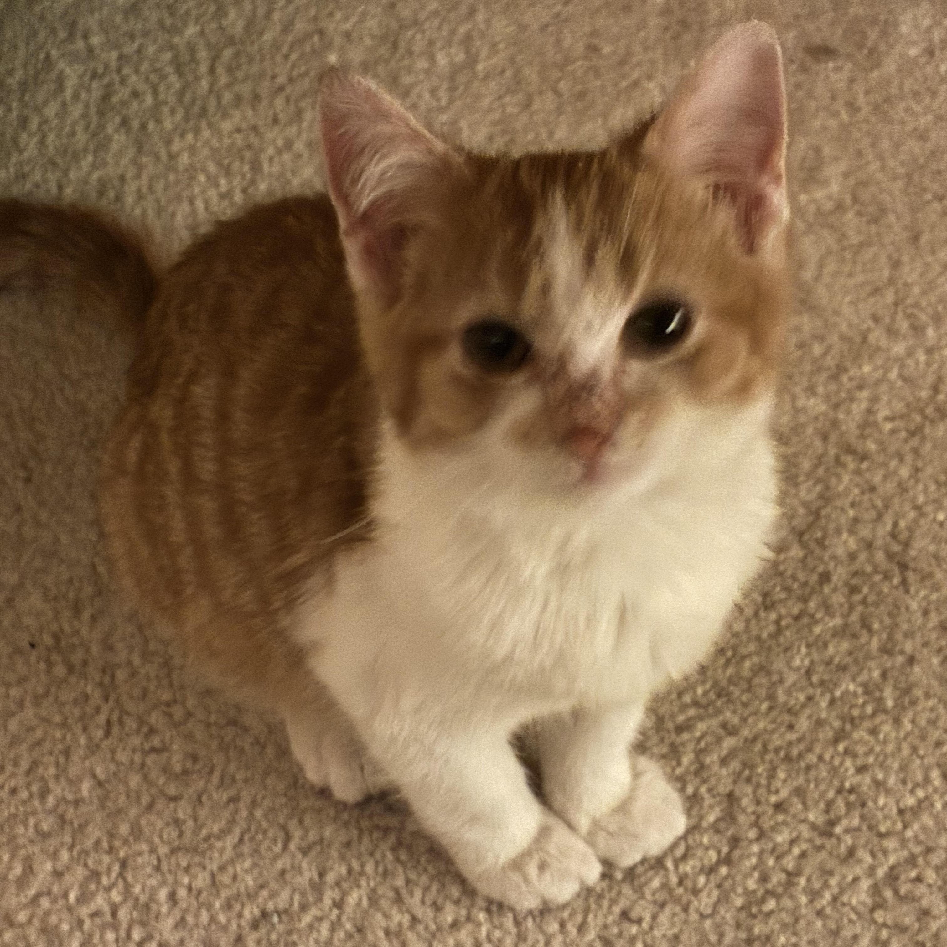 Doja, adoptable, Young Female Domestic Short Hair.