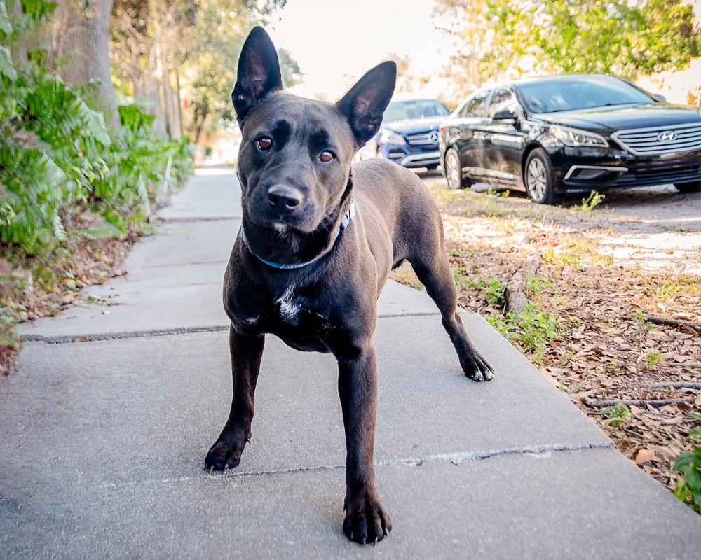 Lanie, Adoptable, Young Female Shepherd.