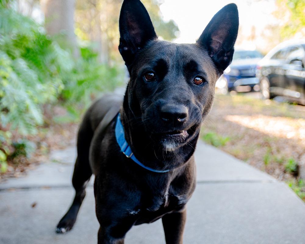 Enlarge Lanie, a Adoptable mixed breed in Saint Petersburg, FL image 2/3
