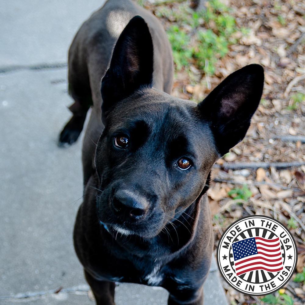 Enlarge Lanie, a Adoptable mixed breed in Saint Petersburg, FL image 3/3
