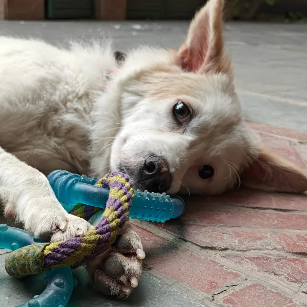 Cloud, a Adoptable Spitz in Orlando, FL image 1/5