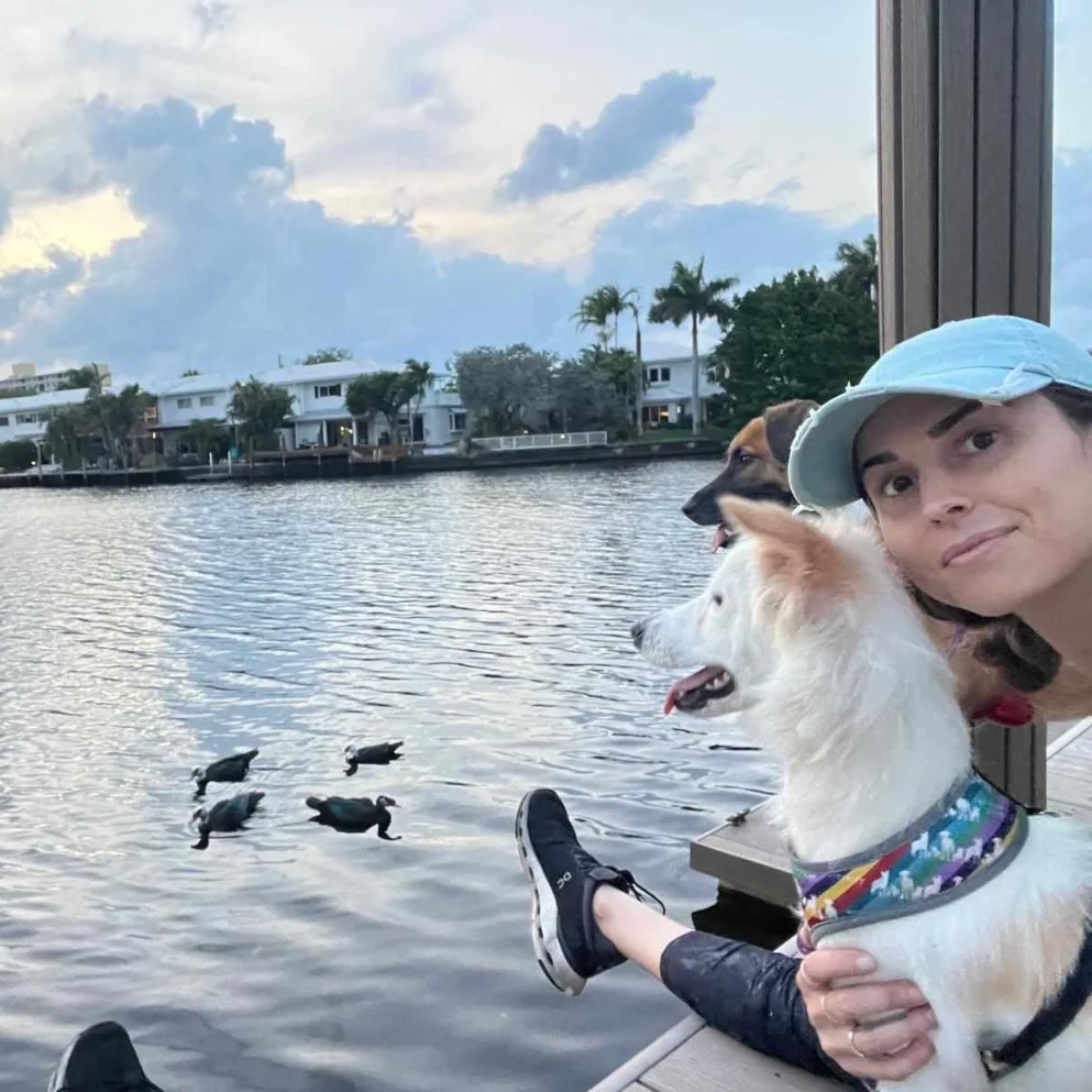 Cloud, a Adoptable Spitz in Orlando, FL image 5/5