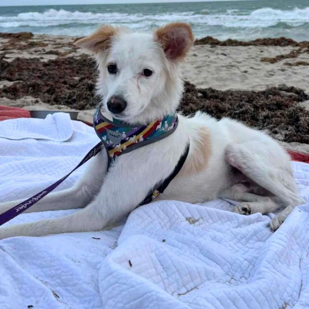 Cloud, a Adoptable Spitz in Orlando, FL image 2/5