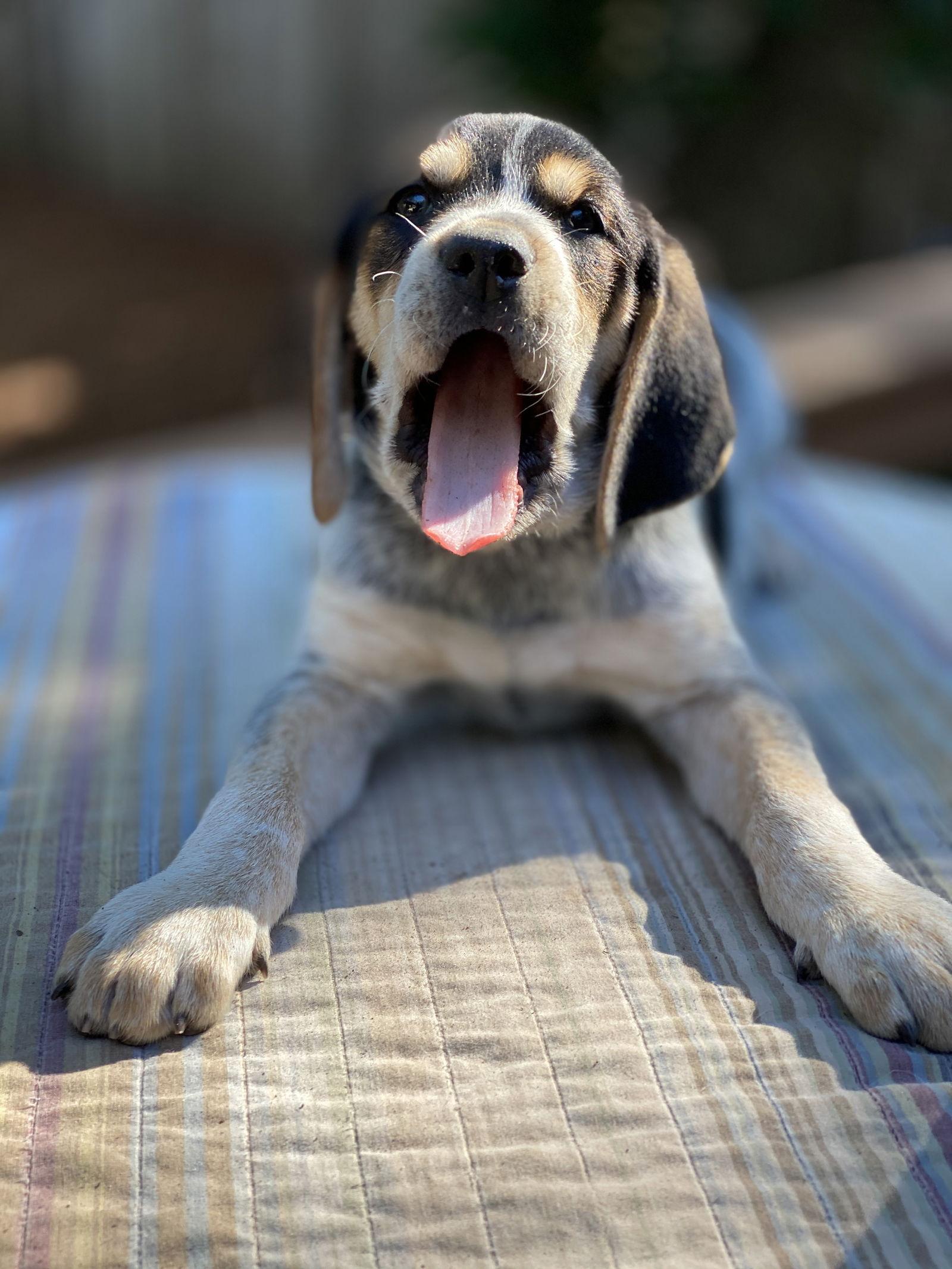 Enlarge Tecate, a Adopted Treeing Walker Coonhound in Denton, TX image 1/3