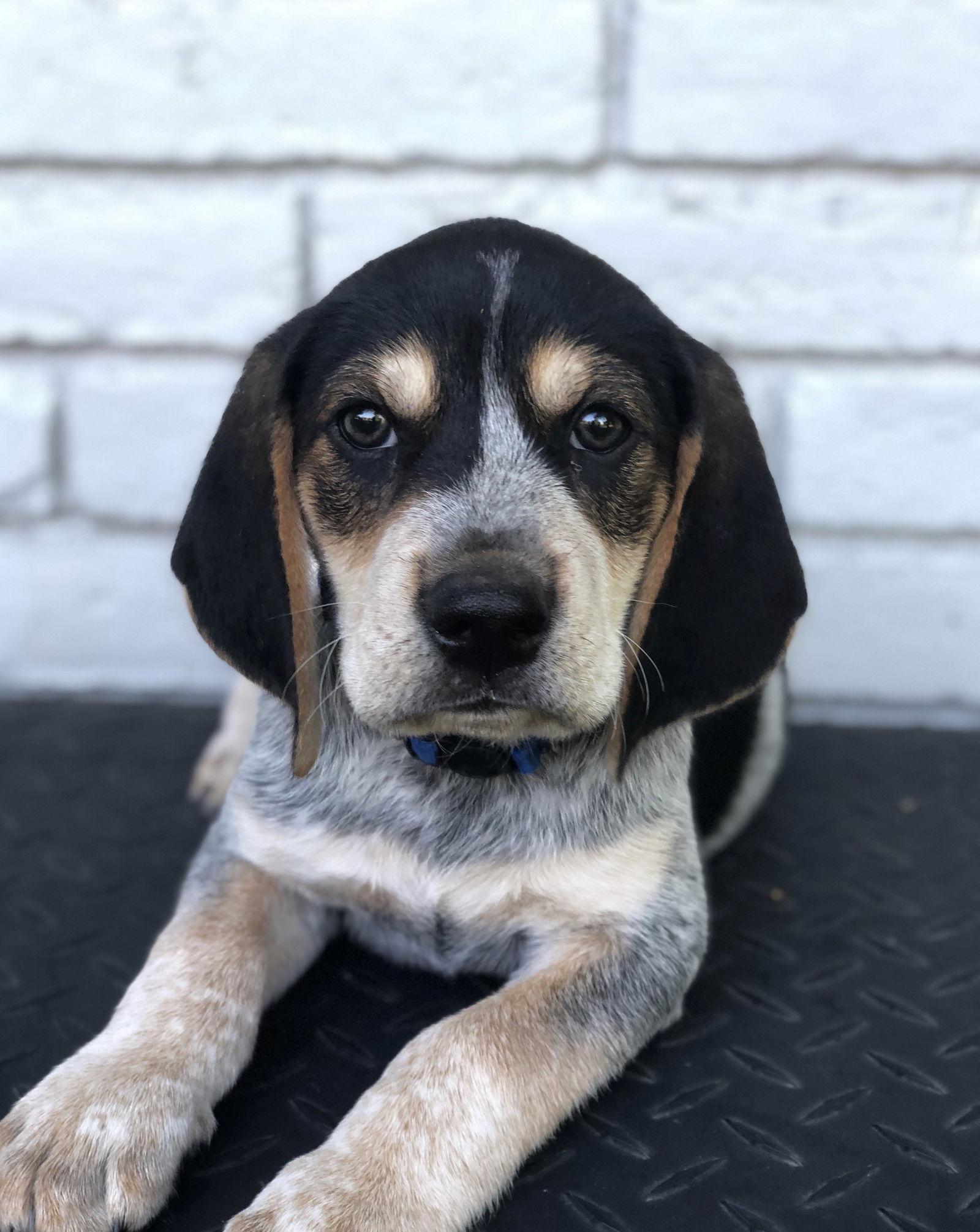 Enlarge Tecate, a Adopted Treeing Walker Coonhound in Denton, TX image 2/3
