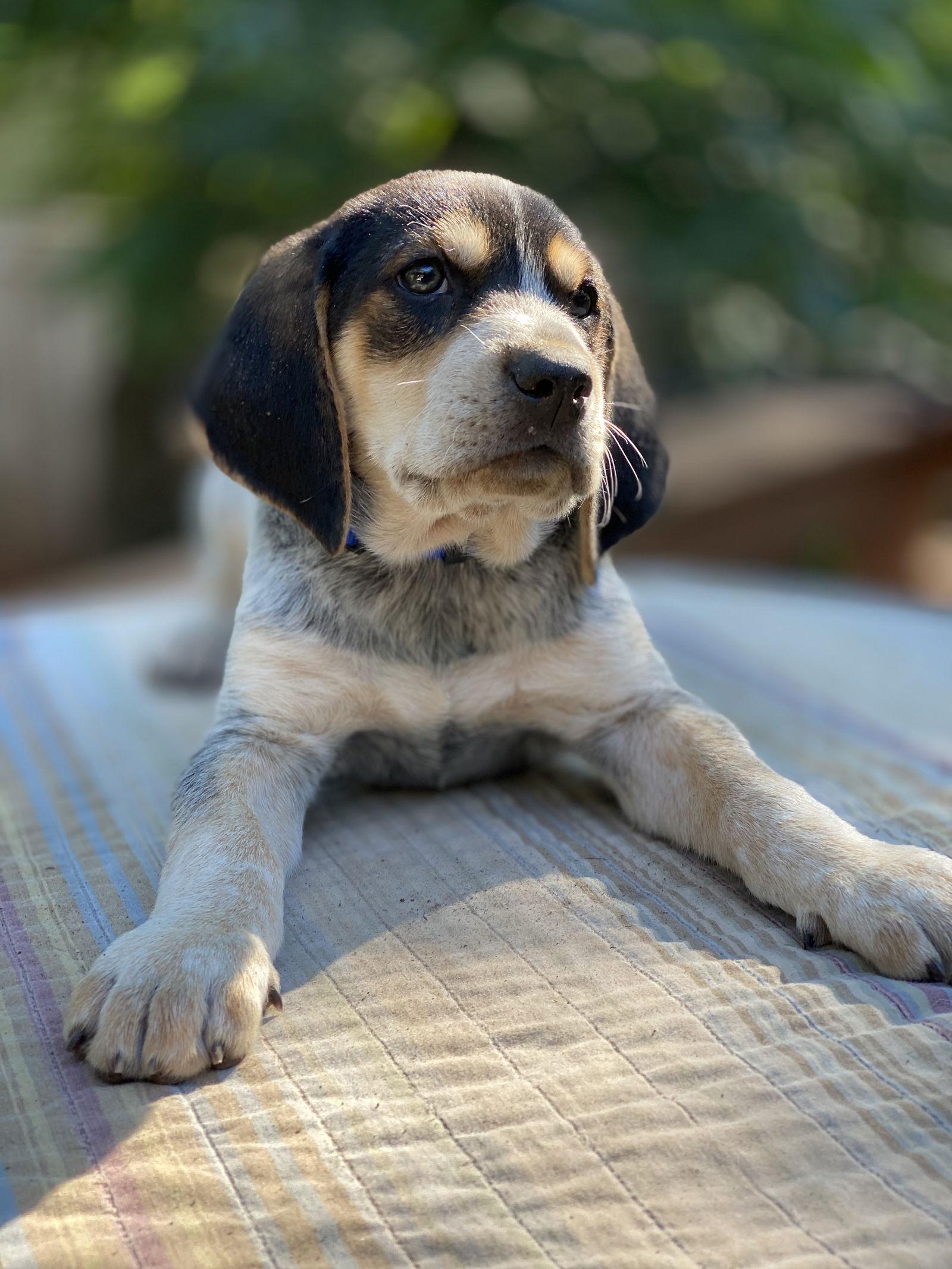 Enlarge Tecate, a Adopted Treeing Walker Coonhound in Denton, TX image 3/3