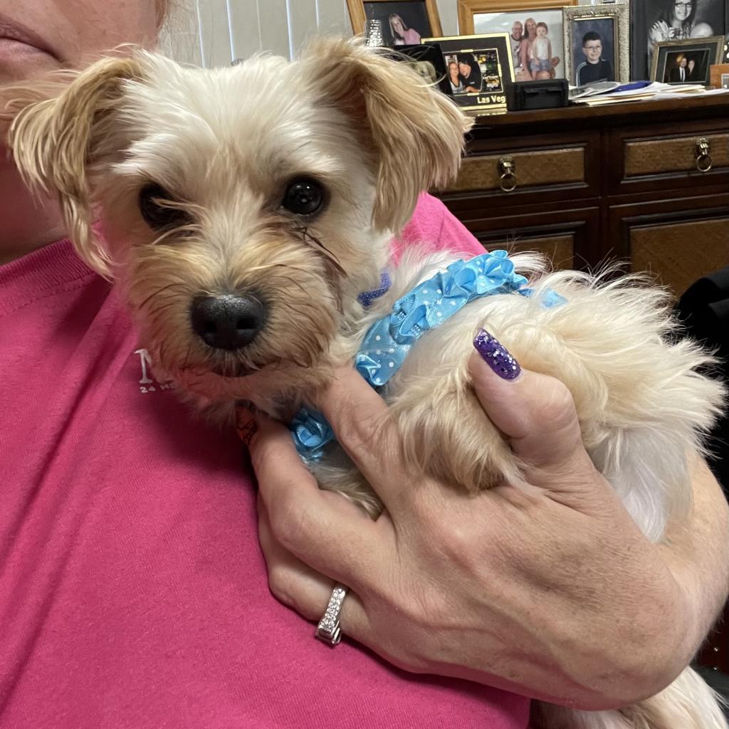 Enlarge Jack, a Adoptable Yorkshire Terrier in Martinsburg, WV image 1/1