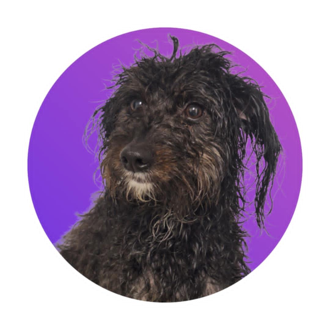 Akira, an adoptable Aussiedoodle in Anderson, IN, 46015 | Photo Image 1