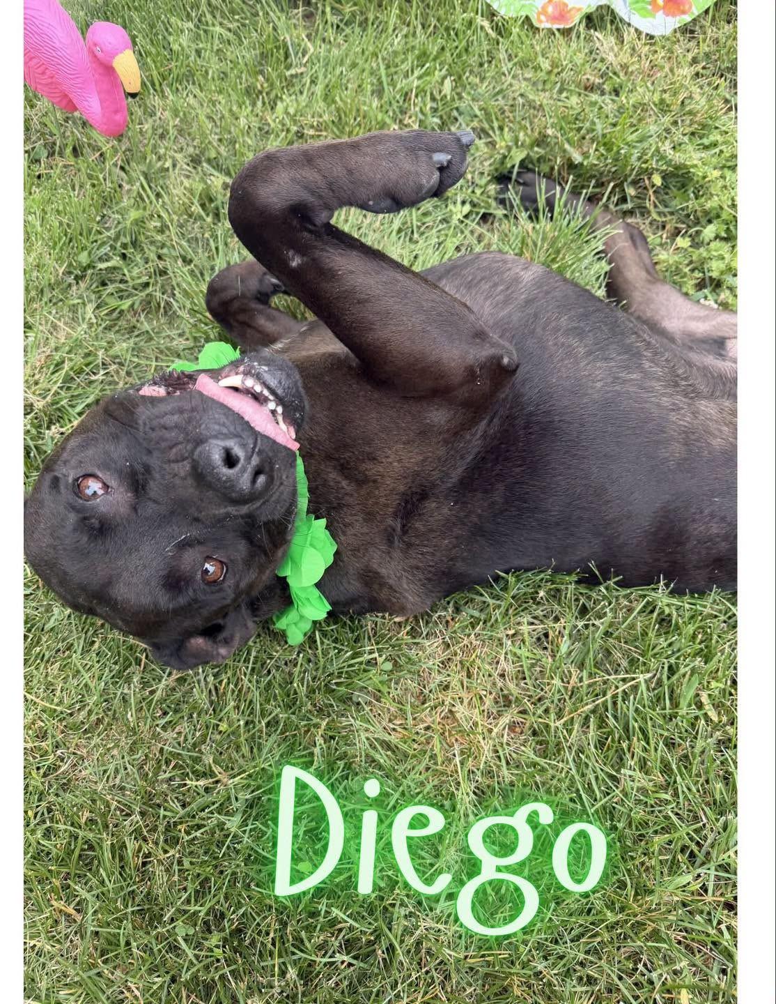 Enlarge Diego, a Adoptable American Staffordshire Terrier in Caro, MI image 1/1