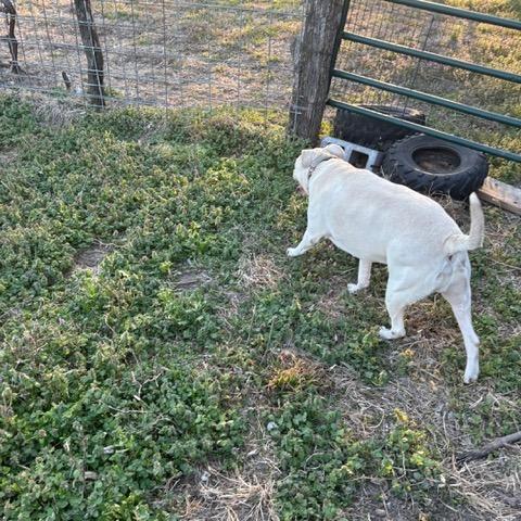 Enlarge Torgal, a ADOPTABLE mixed breed in Columbia, MO image 2/3