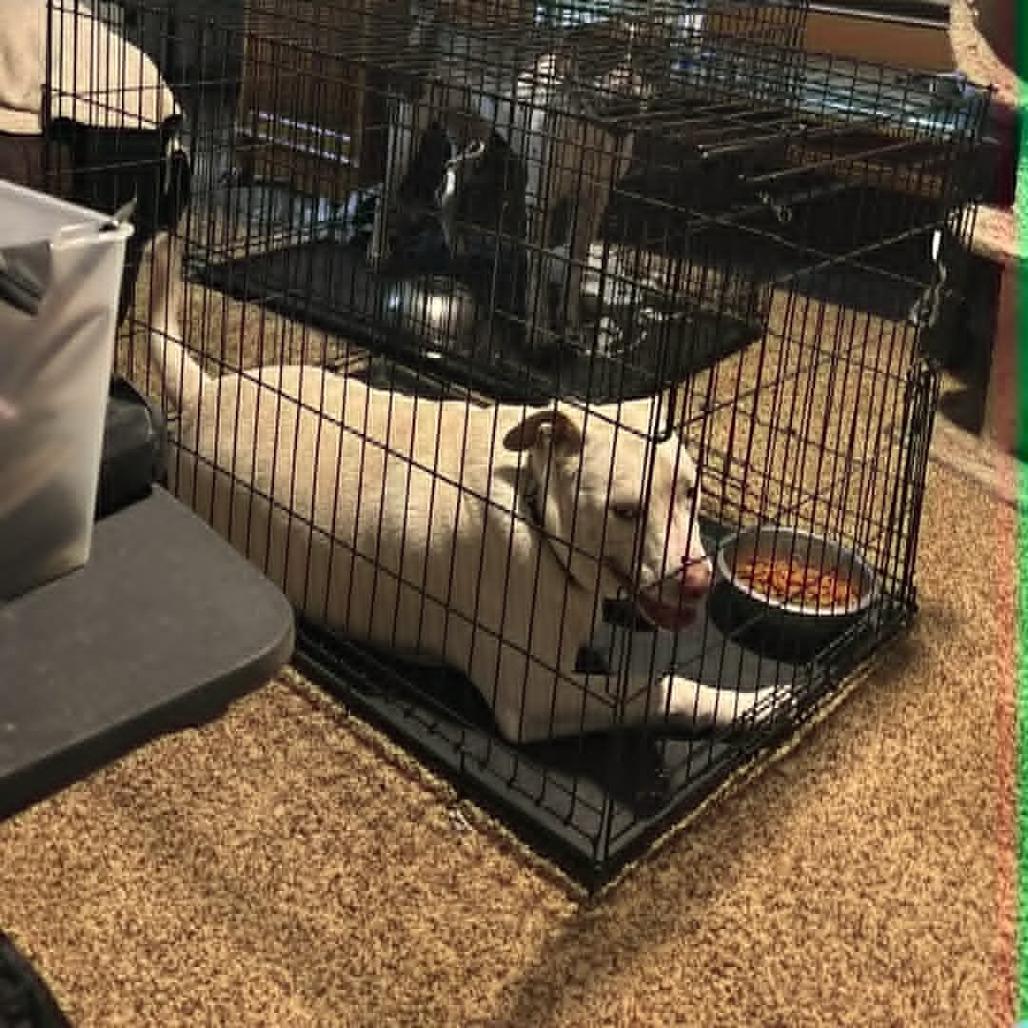 Torgal, ADOPTABLE, Young Male Labrador Retriever.