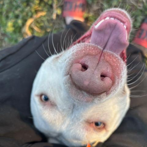 Torgal, ADOPTABLE, Young Male Labrador Retriever.