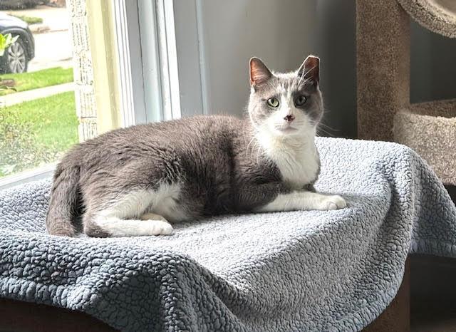 Enlarge Blue Boy, an adoptable Domestic Short Hair in Houston, TX image 2/4