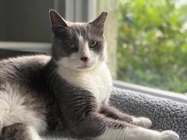 Enlarge Blue Boy, an adoptable Domestic Short Hair in Houston, TX image 1/4