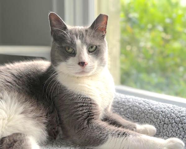 Enlarge Vinny, an adoptable Domestic Short Hair in Houston, TX image 2/3