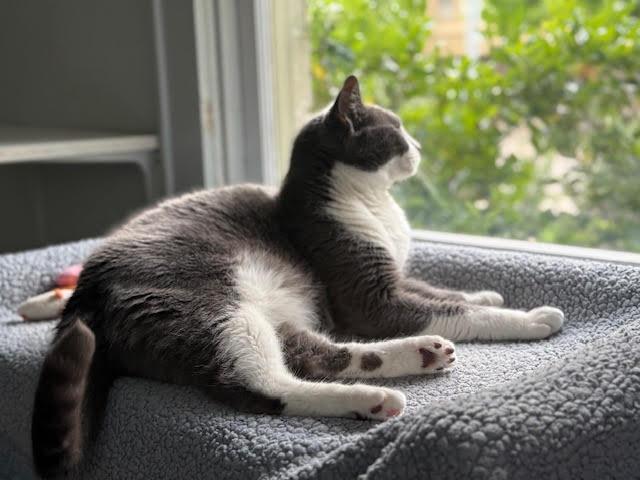 Enlarge Blue Boy, an adoptable Domestic Short Hair in Houston, TX image 3/4