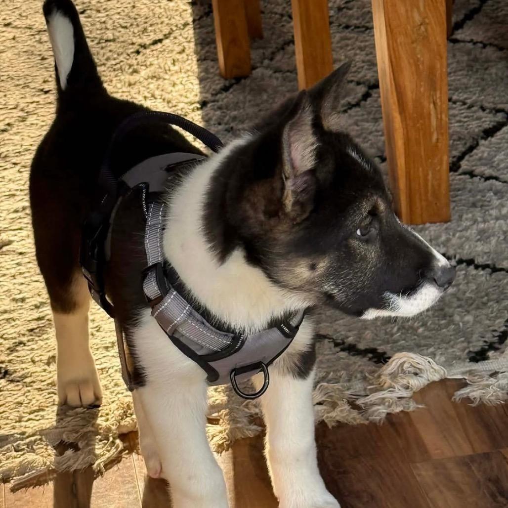 Lance, Adoptable, Puppy Male German Shepherd Dog & Mixed Breed.