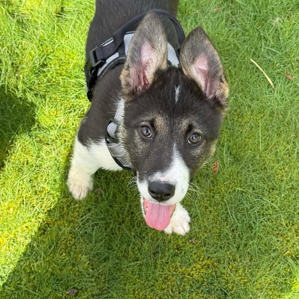 Enlarge Lance, a Adoptable mixed breed in Ferndale, WA image 2/3